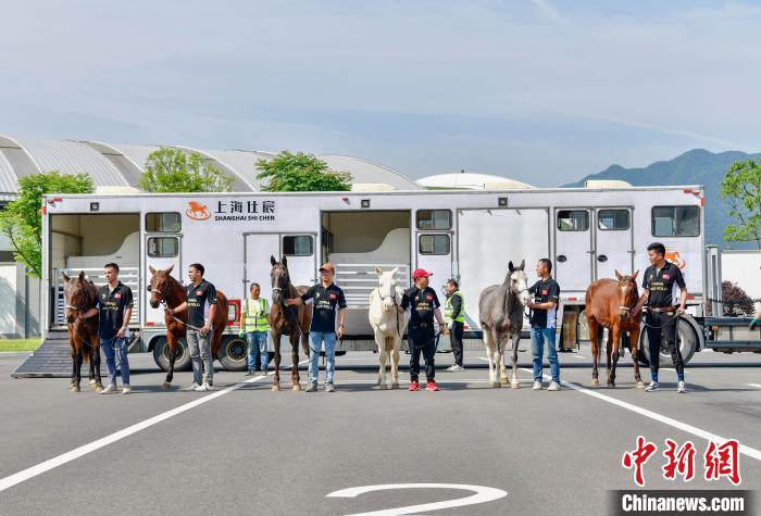 74匹阿根廷马抵桐庐马术中