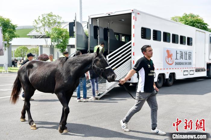 74匹阿根廷马抵桐庐马术中心，开启境外马匹进境